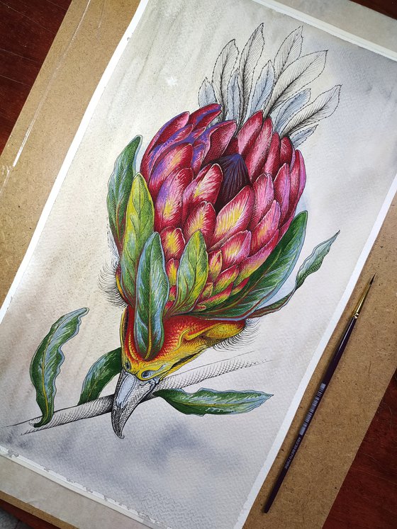 Protea