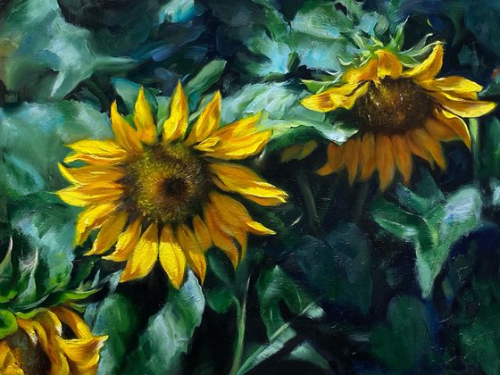 Sunflowers in shadow