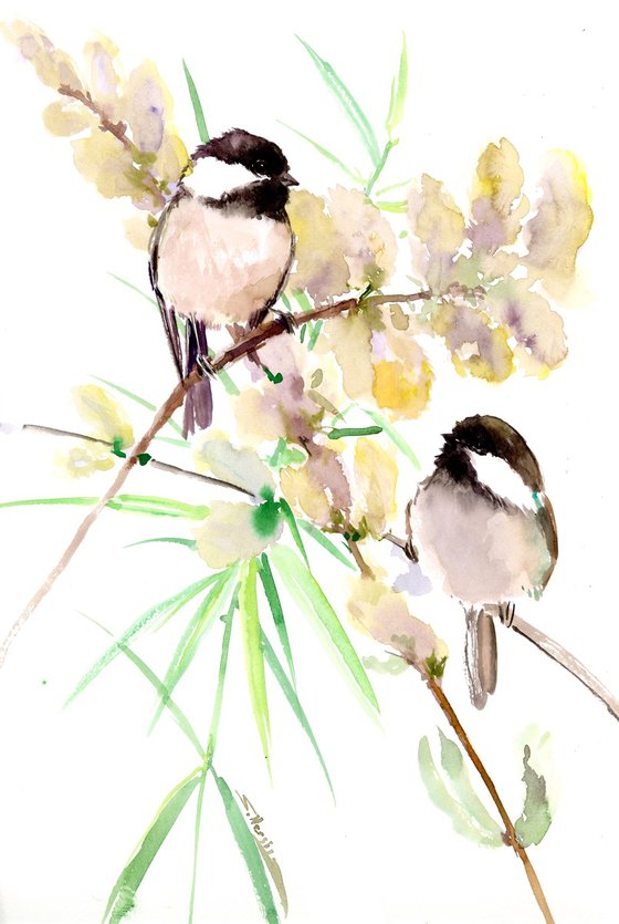 Chickadees birds in the spring