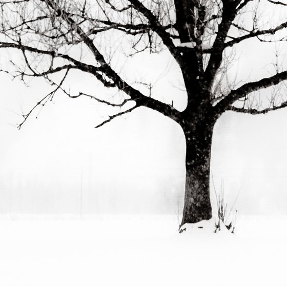 Solitude in White