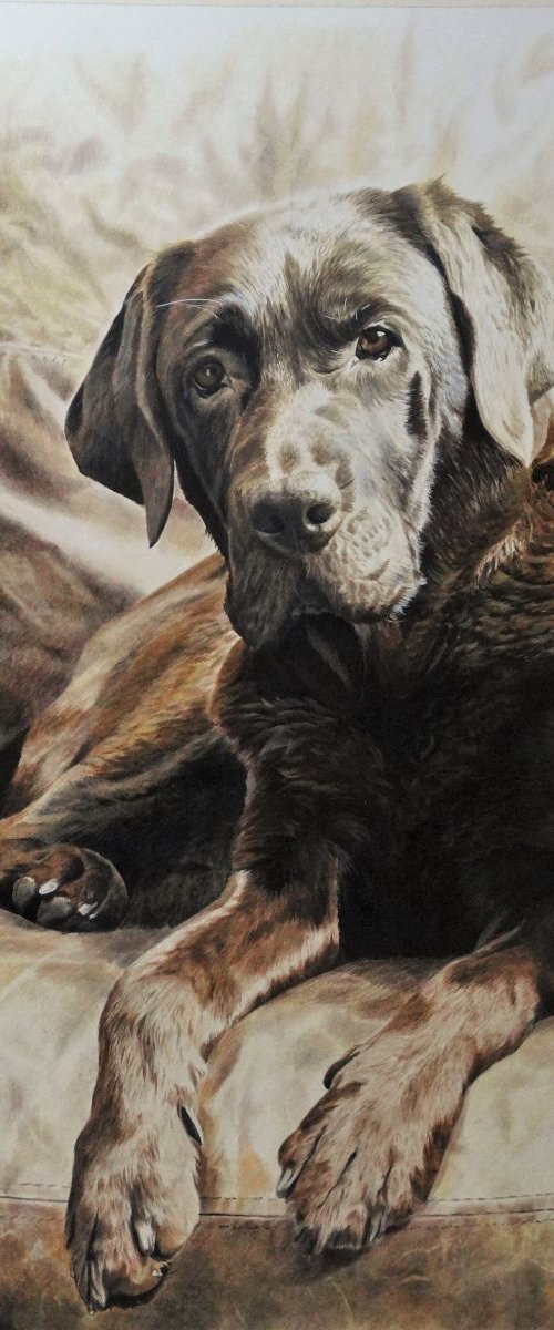 Sepia apres midi,Labrador by Julian Wheat