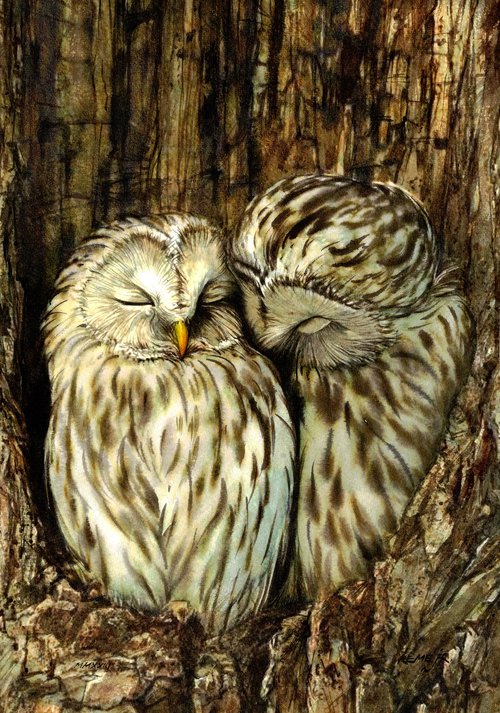 BIRD CCXXV -  Owls by REME Jr.