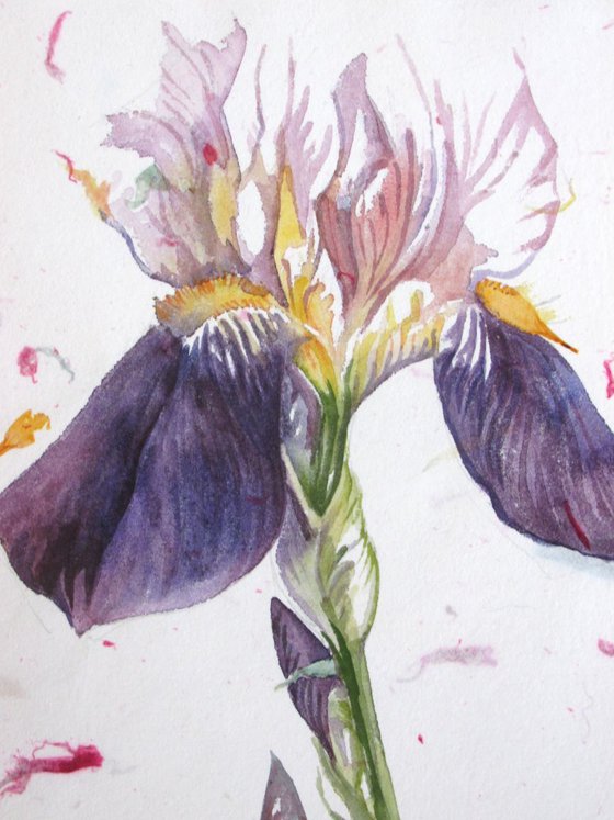 watercolor iris on hand made flower paper
