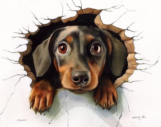 Dachshund