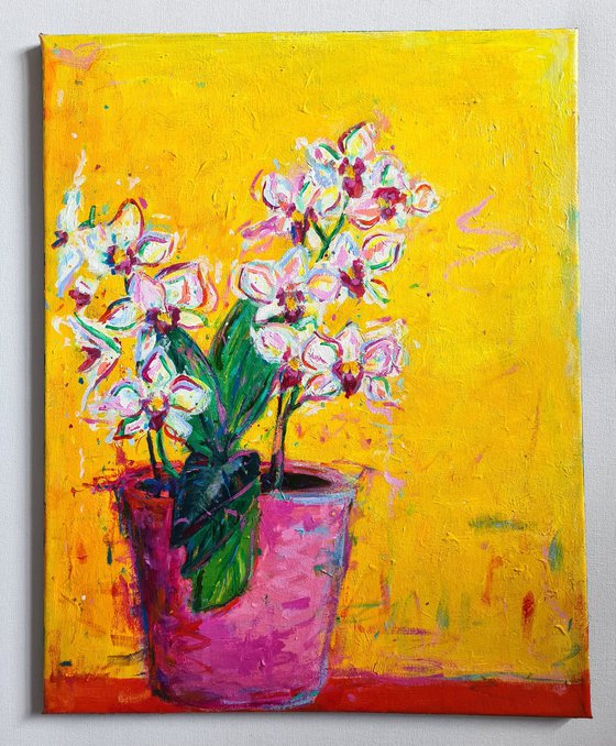 Orchids