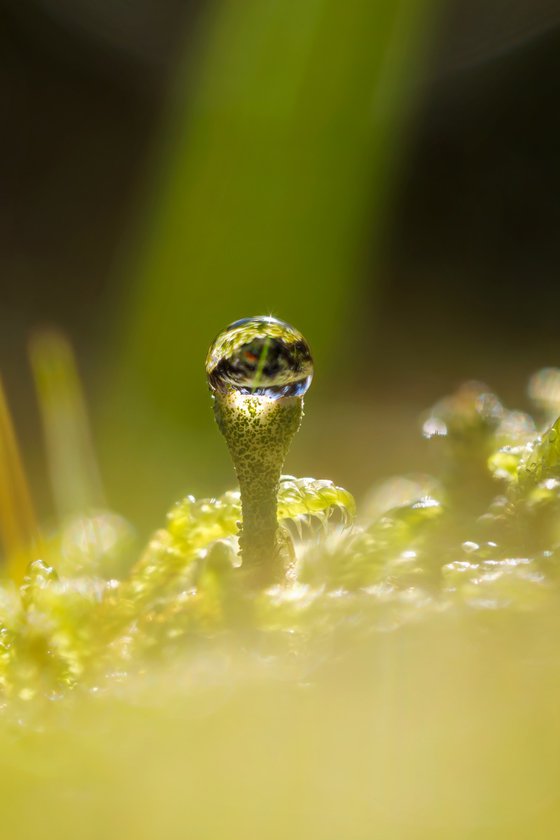 The Holly Green - a macro photo of a Cladonia Pixie Cup lichen with a drop of dew, Sweden