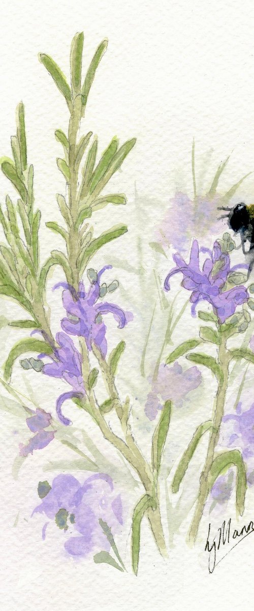 Botanical study - Rosemary and Bee by Lisa Mann