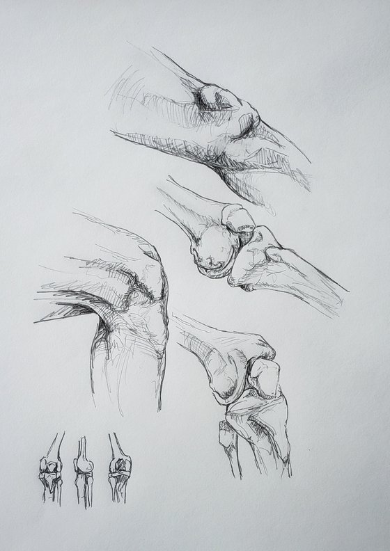 "Layers of the Knee" - Anatomical - Medical - Firgure