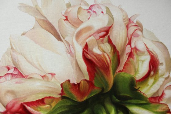 Peony on a white background