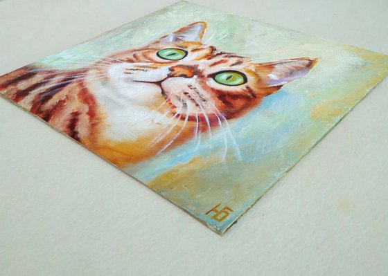 Tabby Cat Portrait