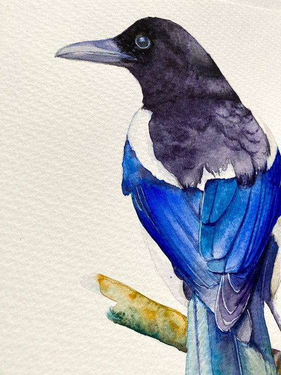 Watercolour bird magpie sitting on a branch in the rays of the sun