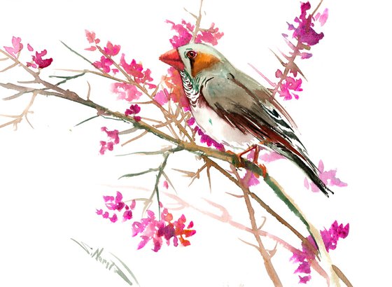 Zebra Finch