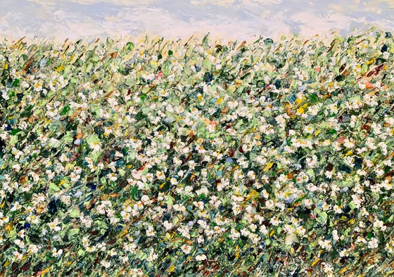 White daisies in the field