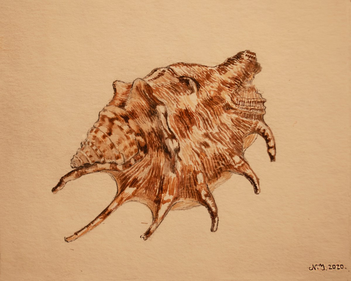 Seashell study by Nikola Ivanovic