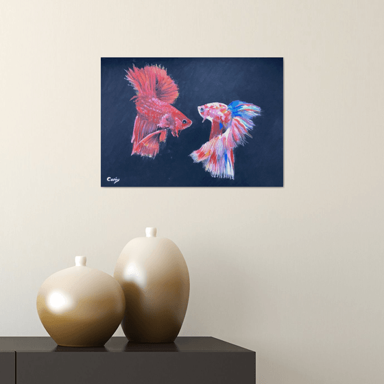 Siamese fighting fish