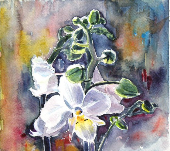 Orchid flower