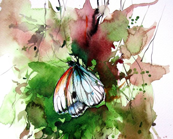 Butterfly collection