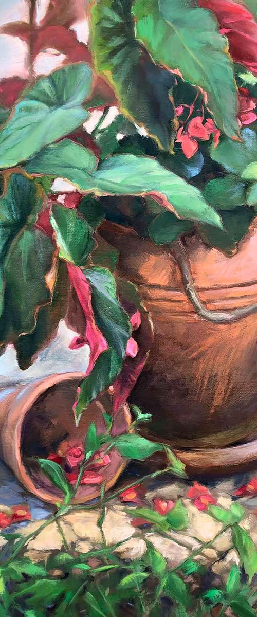 Begonia by Procach Olesia