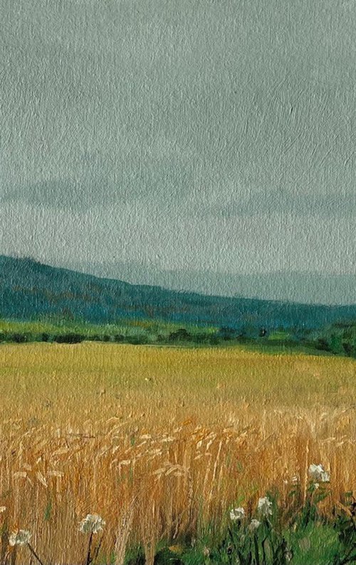 Wheat field by Bohdan Vykhrenko