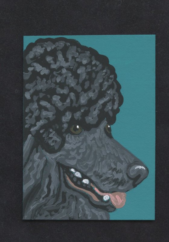 Black Poodle