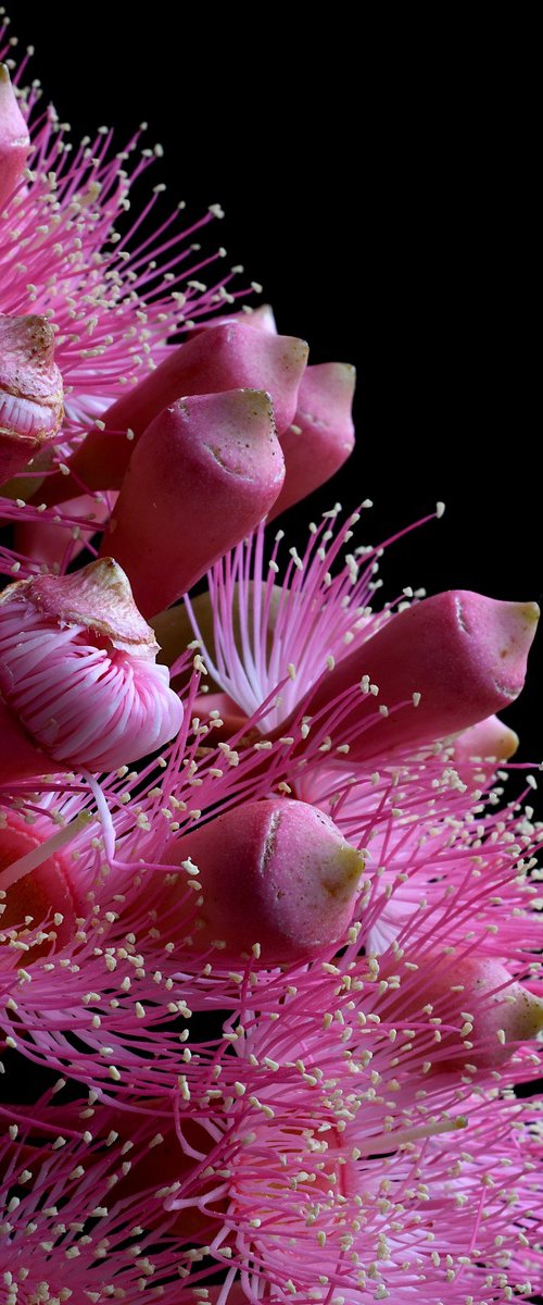 Summer Beauty Flowers by Nadia Culph