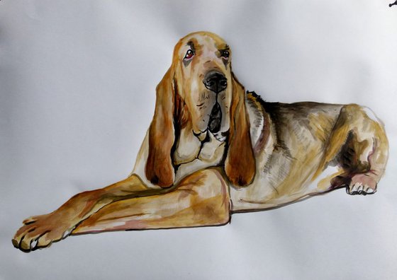 "Bloodhound" dog
