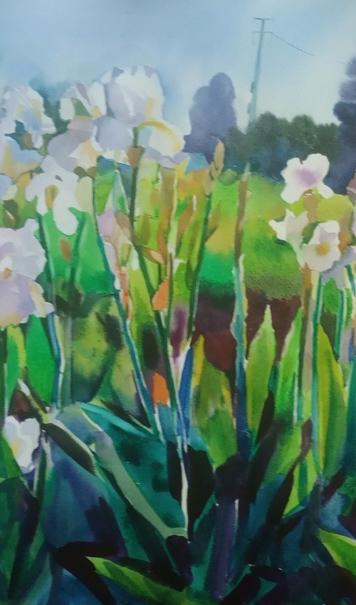 Irises are blooming by Valentina Kachina