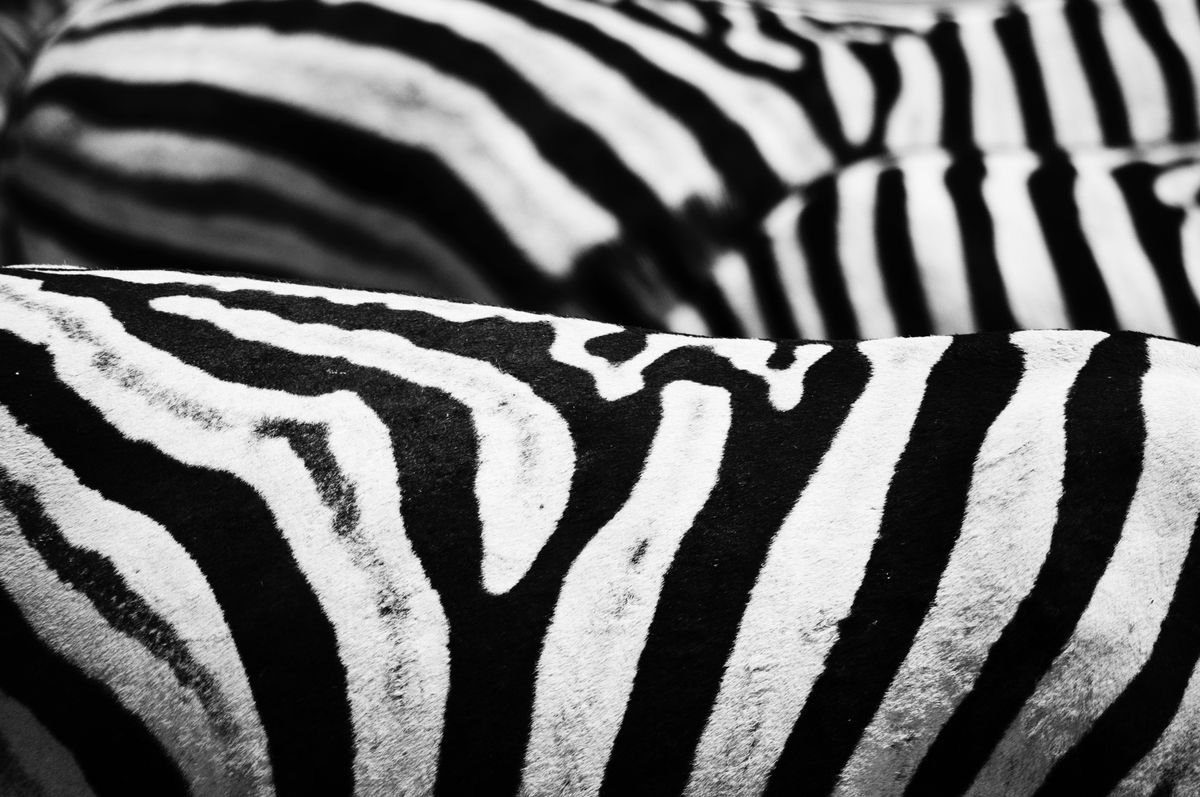Organic Animal Photograph By Marc Ehrenbold, 40 X 30", Stripes, Original Artwork
