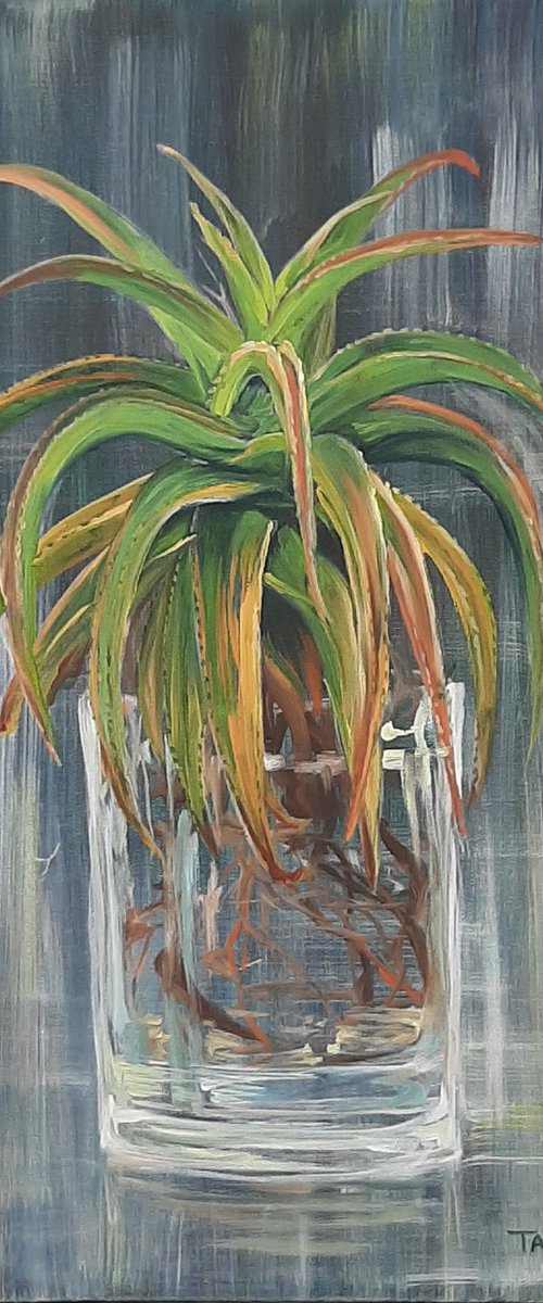 The Curved Aloe by Tamara Vieira