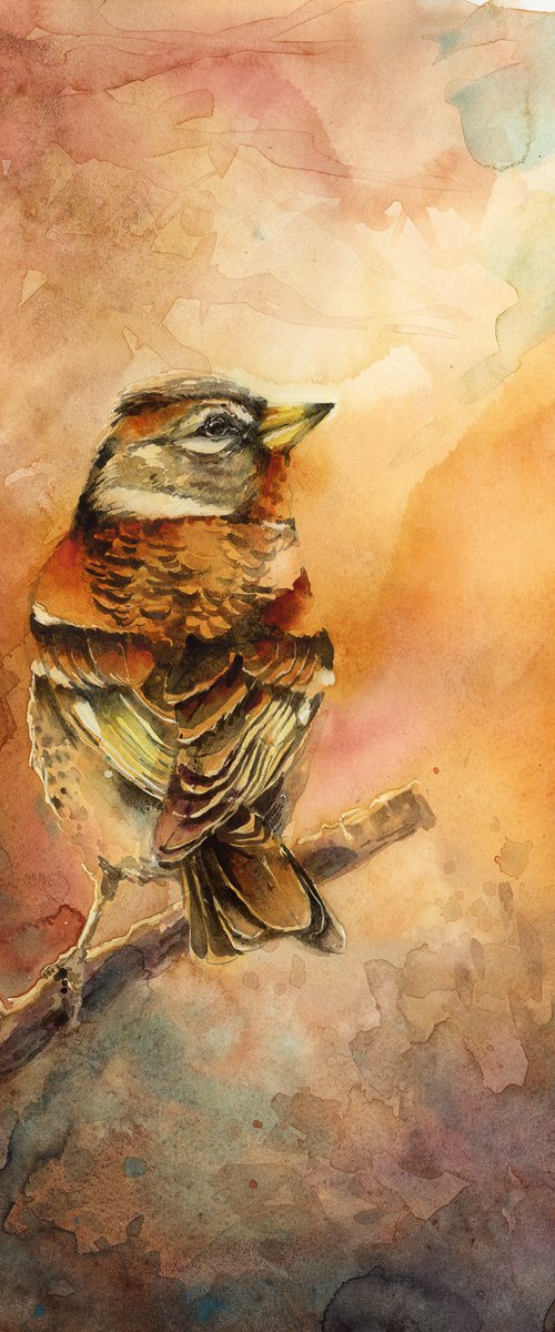 Autumn Brambling by Karolina Kijak