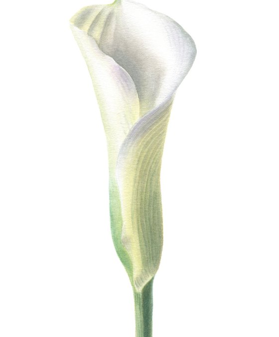 White Calla Lily