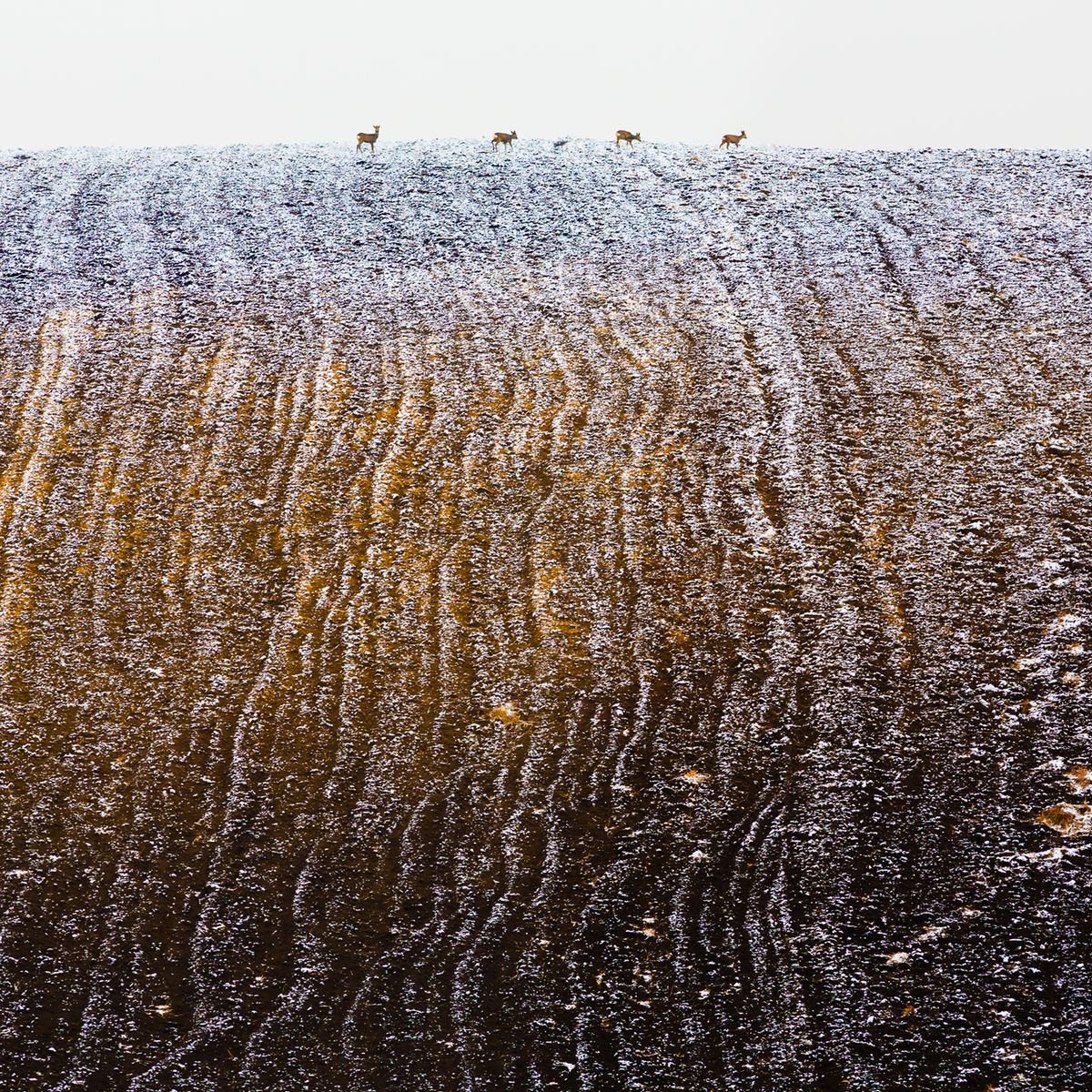 Photorealistic Animal Photograph By Peter Zelei, 31 X 31", Winter Landscape With Deers, Original Artwork