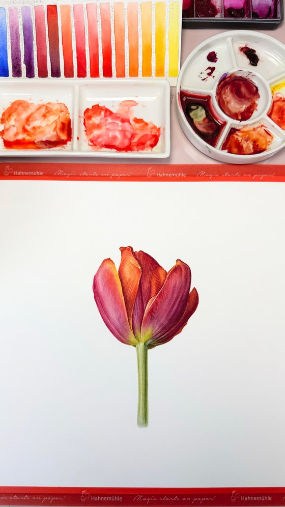 Red Tulip Study II