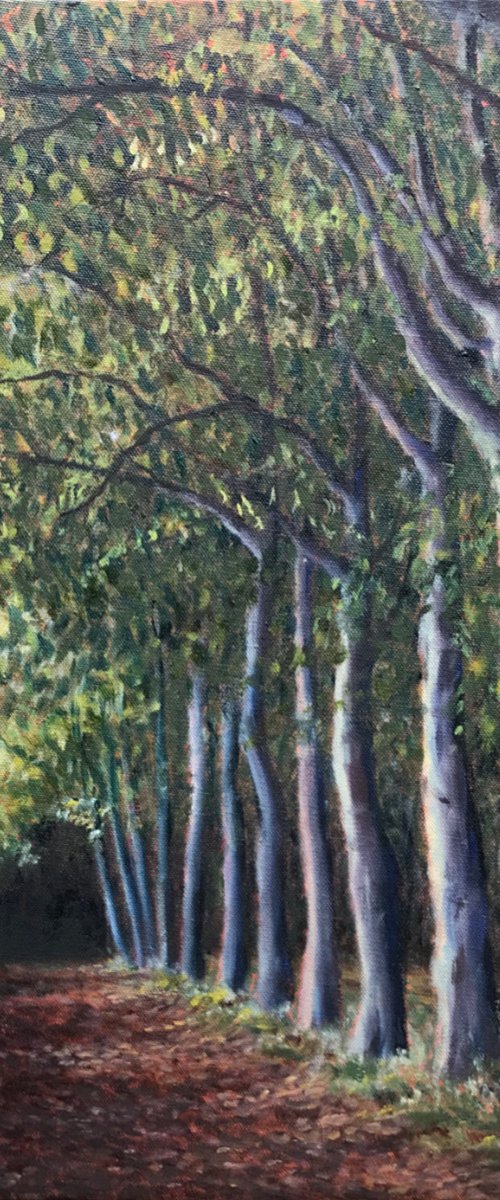 Wandlebury Beech Path by Ashley Baldwin-Smith