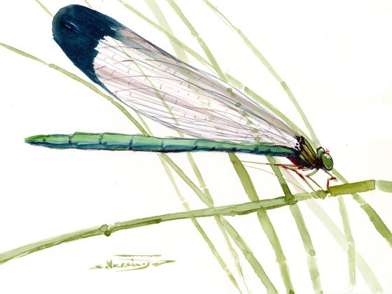 Odonata Dragonfly