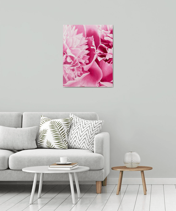 Angel’s Kiss. Peonies