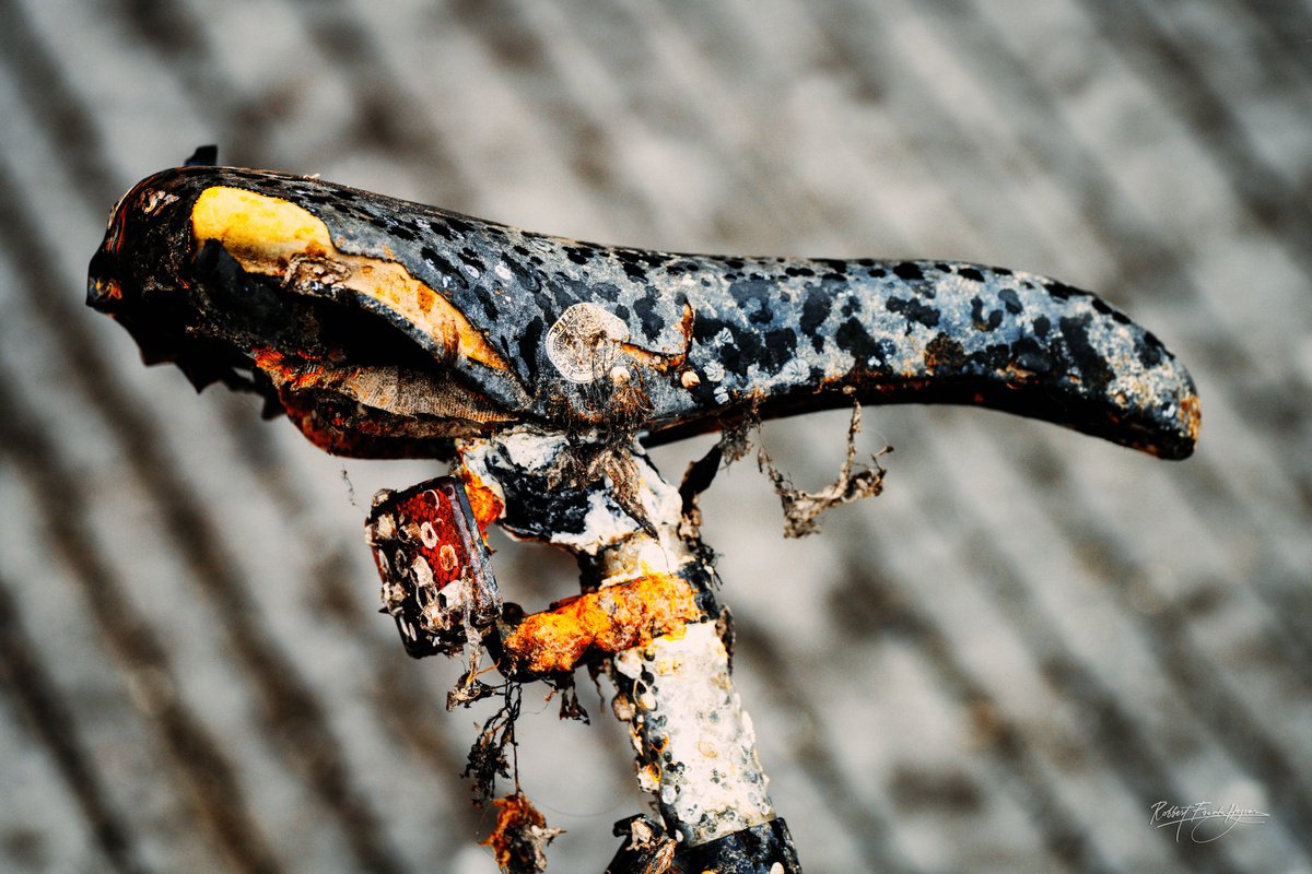 Photorealistic Still Life Photograph By Robbert Frank Hagens, 35 X 24", Taken By The Sea Iii 2023, Original Artwork