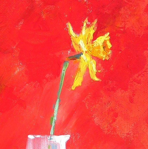 'Isolated Daffodil'