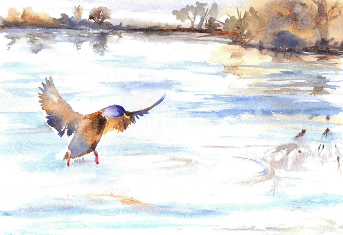 Flying Duck by Anjana Cawdell