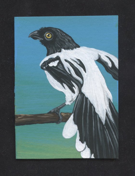 ACEO ATC Original Miniature Painting Magpie Bird Wildlife Art-Carla Smale