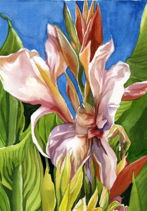 Canna lily