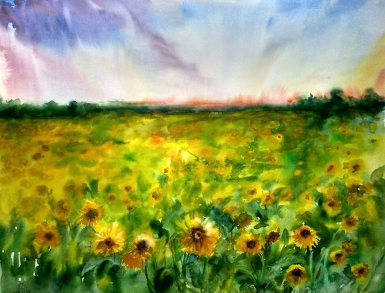 Field of yellow sunflowers