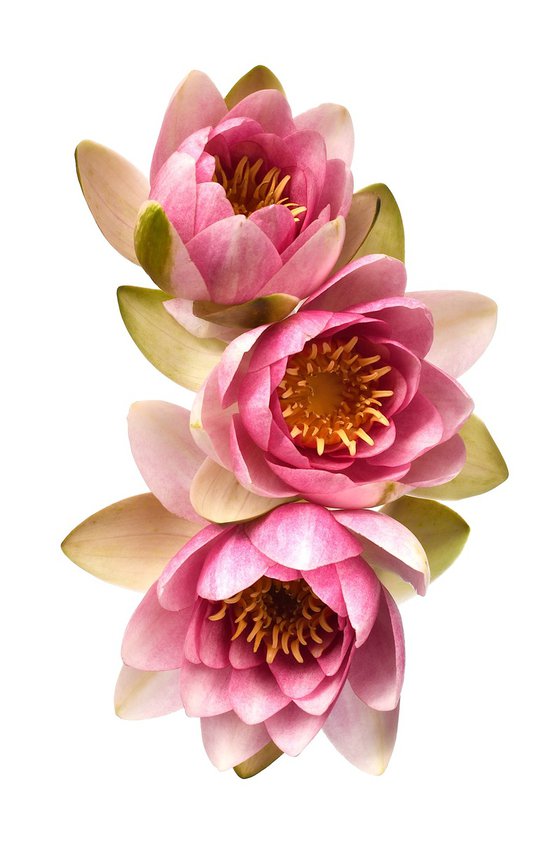 Blush Pink Water Lilies