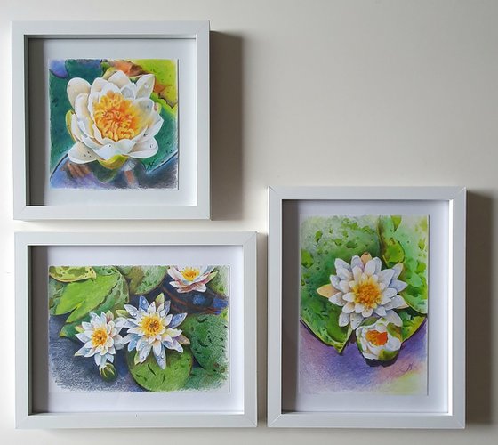 Waterlily floral