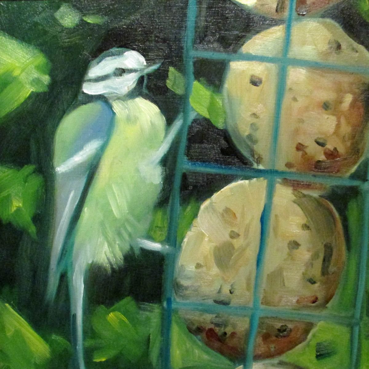 Blue Tit by Robert Wells