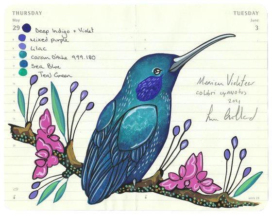 Birds of North America: Mexican Violetear