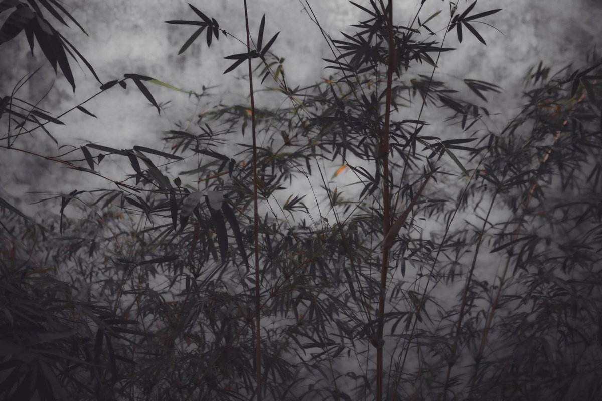 Impressionistic Photograph , The Power Of Simplicity Ii By Viet Ha Tran, 25 X 37, Artwork For Sale On Artfinder