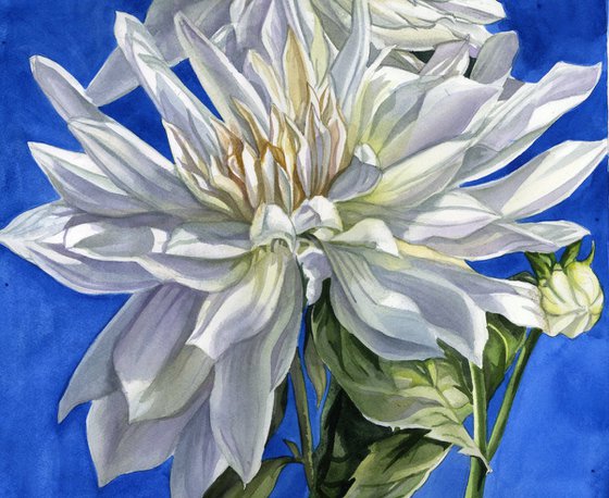 white dahlia in blue