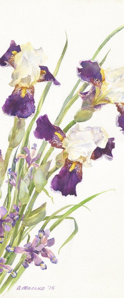 Small and large purple irises by Olha Malko