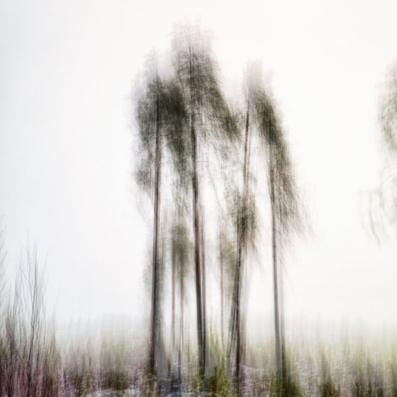 Group of pines in the mist